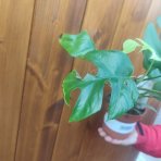  Monstera Minima (Rhaphidophora tetrasperma) - výška 20-35 cm, kont. C1,5L